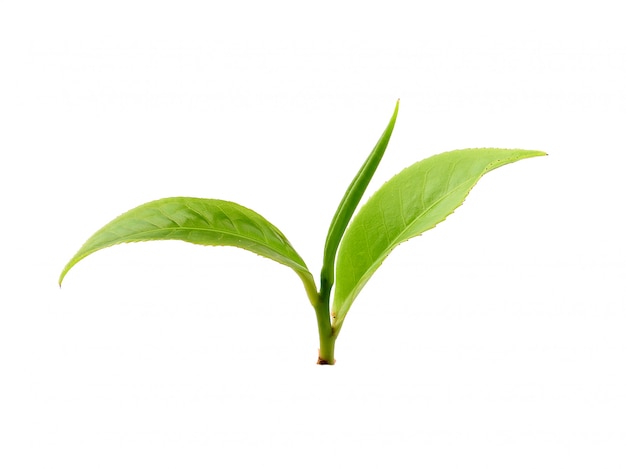 Tea leaf isolated on white