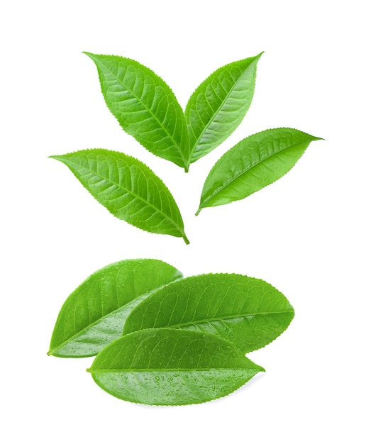 Tea leaf isolated