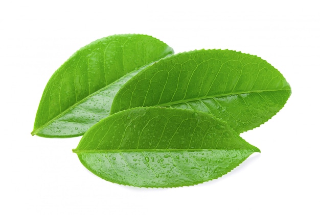 Tea leaf isolated