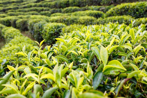 Tea leaf plantation background after the rain