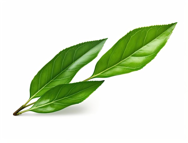 a tea leaf on a white background isolated