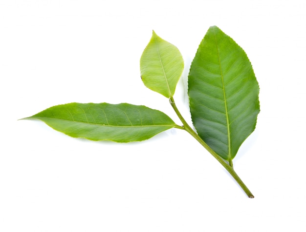 Tea leaf on white background