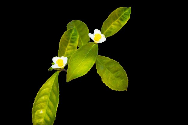 Tea leaf and white flower in tea plantation. Flower of tea on trunk. Beautiful and fresh white tea flower on a branch in China isolated objects