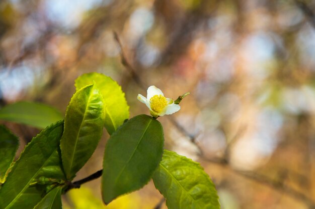 Tea leaf and white flower in tea plantation. Flower of tea on trunk. Beautiful and fresh white tea flower on a branch in China