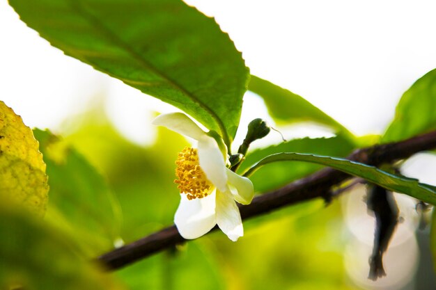 Tea leaf and white flower in tea plantation. Flower of tea on trunk. Beautiful and fresh white tea flower on a branch in China