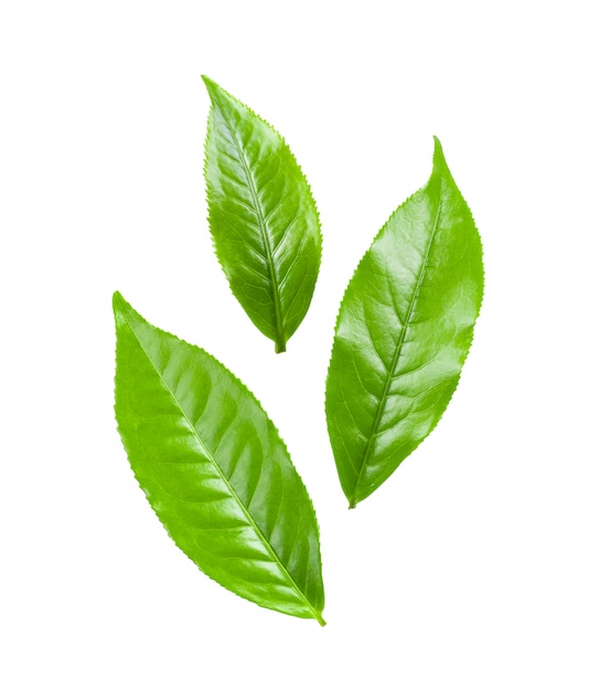 Tea leaf on white