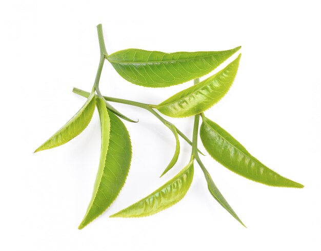 Photo tea leaf