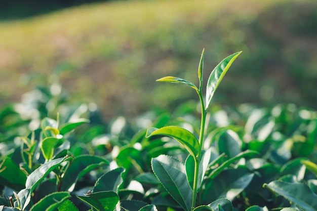 Photo the tea leaves grow in the middle of the tea plantation.  the new shoots are soft shoots.