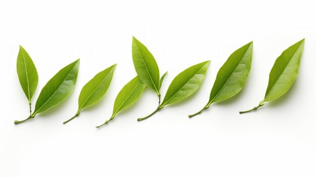 Tea Leaves isolated on White Background