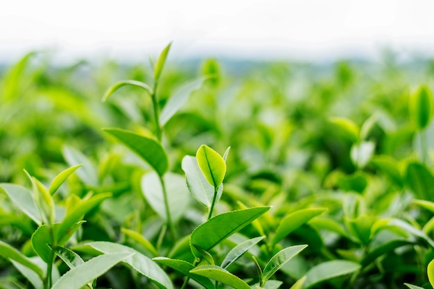 Tea leaves with the freshness of nature.