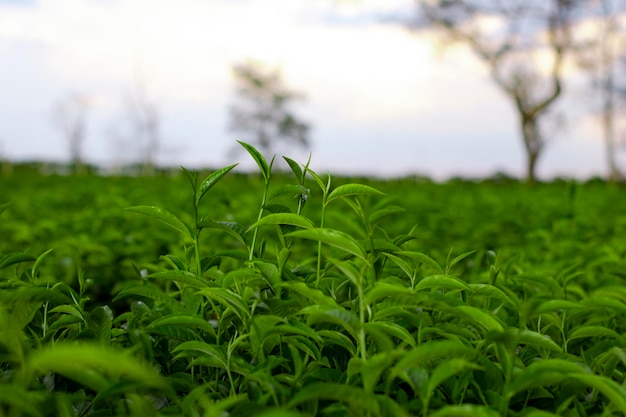 Photo tea leaves