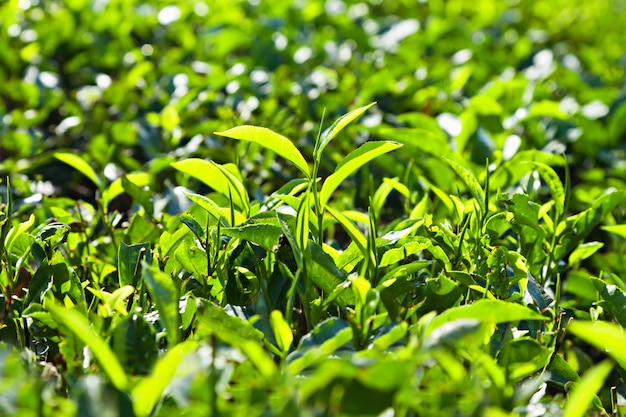 Photo tea leaves