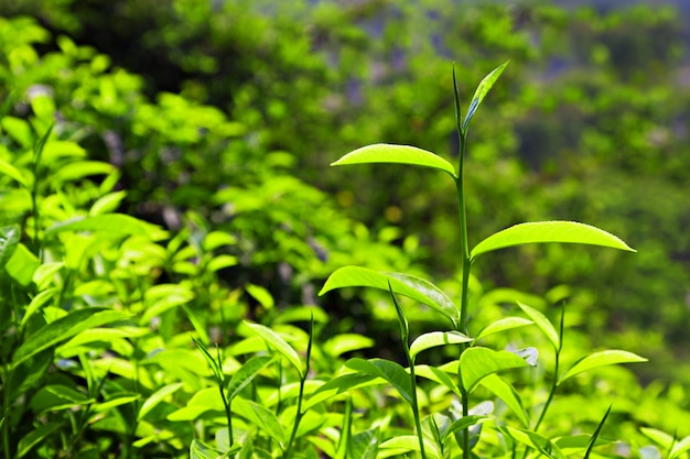 茶葉