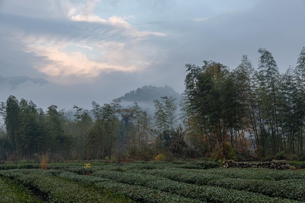 Tea mountain and forest in morning fog