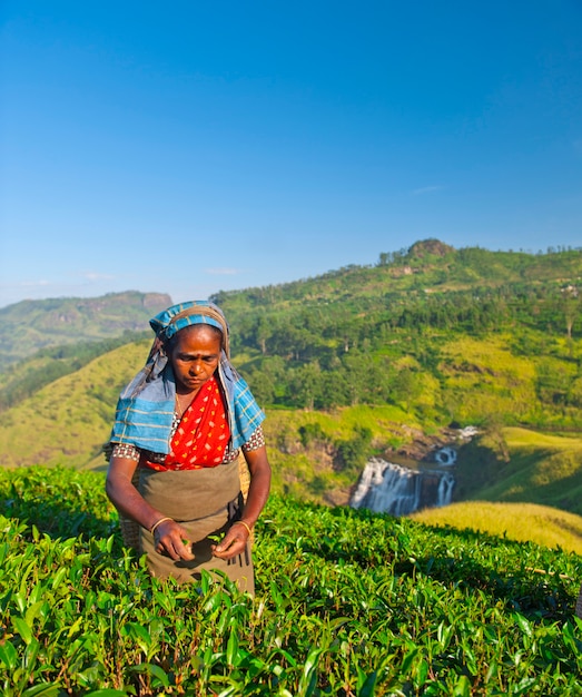 Фото Чайник на плантации в шри-ланке