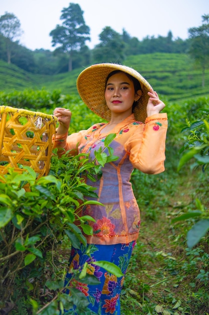 a tea picker posing among the tea gardens with a basket and a bamboo hat early in the morning