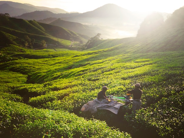 Tea Pickers at Dawn