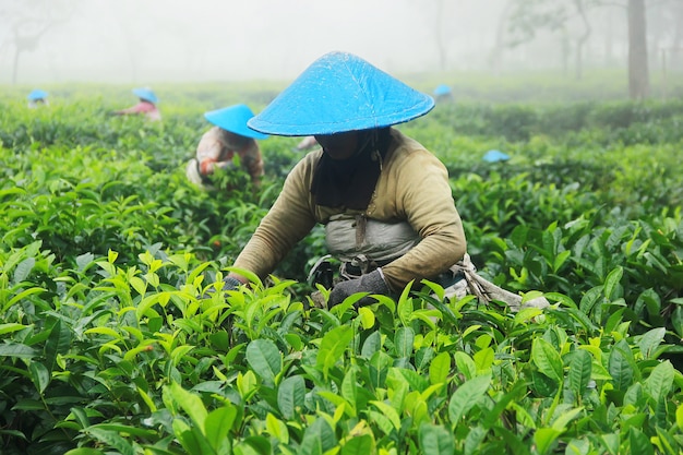 Agricoltori che raccolgono il tè