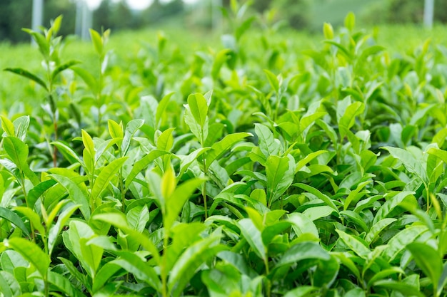 Tea plant in farm