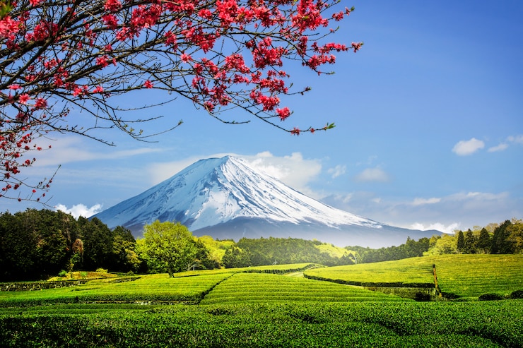 Photo 静岡、小渕ささば、日本の澄んだ空と富士山を見下ろす裏の茶畑