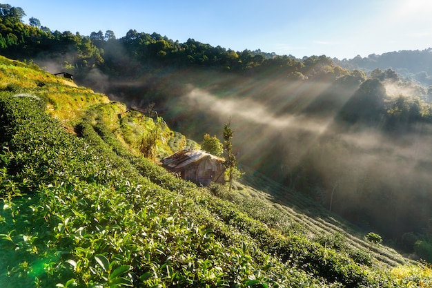 Чайная плантация красивый пейзаж известная туристическая достопримечательность в Дои в Дой-Анг-Кханге