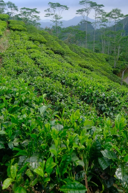 茶畑。 Camellia sinensis は茶の木で、葉と新芽が茶である植物の一種です。
