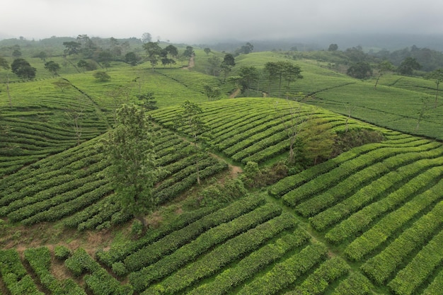 Foto piantagione di tè camellia sinensis è una pianta di tè una specie di pianta le cui foglie e germogli