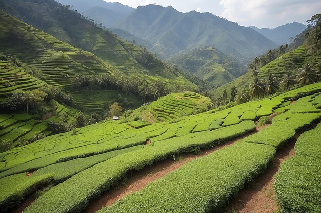 Tea plantation in Cameron highlands Malaysia