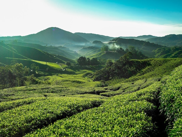 Tea plantation Cameron highlands Malaysia