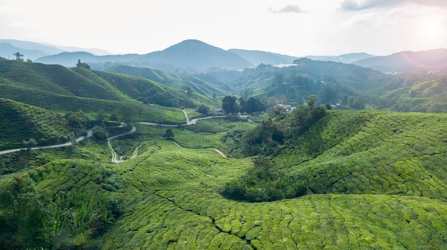 Piantagione di tè cameron highlands malesia