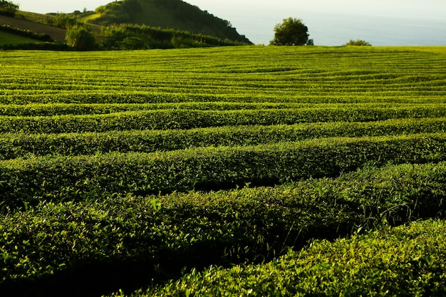 Tea plantation Cha Goreana tea plantation in Sao Miguel island Portugal