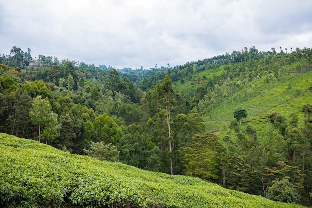 Photo tea plantation on a cloudy day