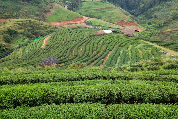 Tea plantation in the Doi Ang Khang Chiang Mai Thailand