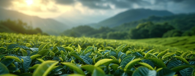 山の緑の茶畑の風景