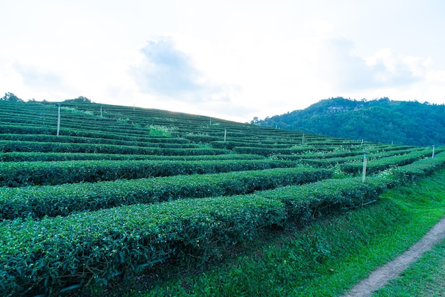 Tea plantation and green tea plantation