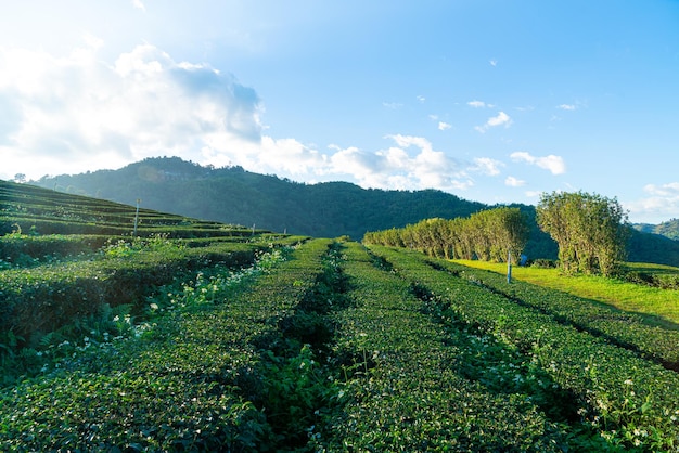 tea plantation and green tea plantation