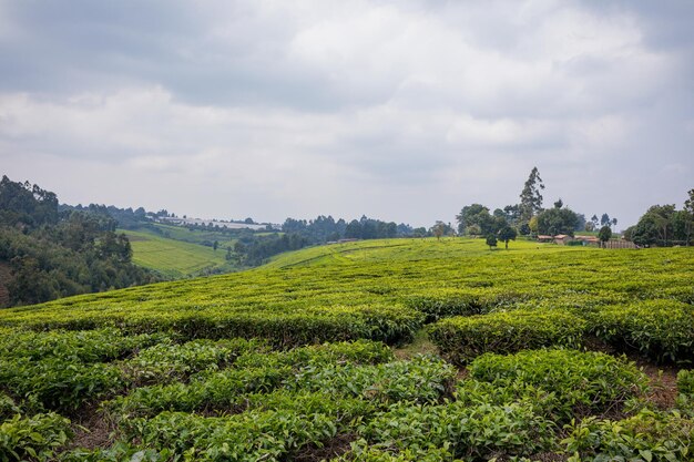 tea plantation in the hills of the highlands