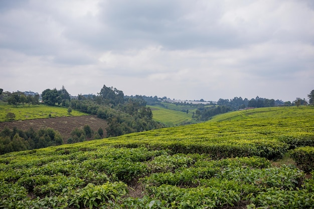 tea plantation in the hills of the state