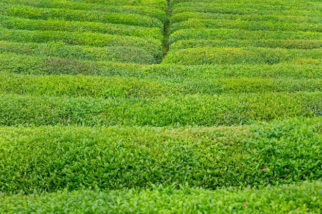 Paesaggio della piantagione di tè, rize, turchia