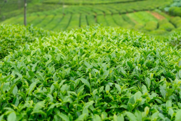 茶畑の風景、リゼ、トルコ