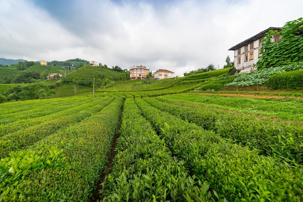 茶畑の風景、リゼ、トルコ
