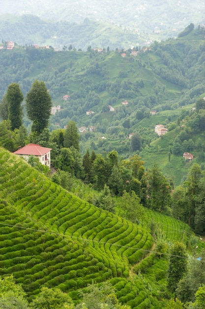 Tea Plantation Landscape, Rize, Turkey