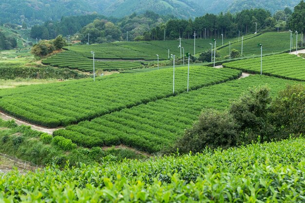 Ландшафт чайных плантаций