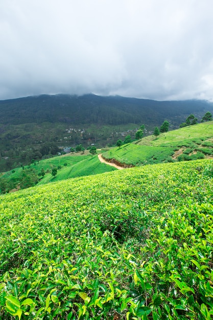 Tea plantation landscape