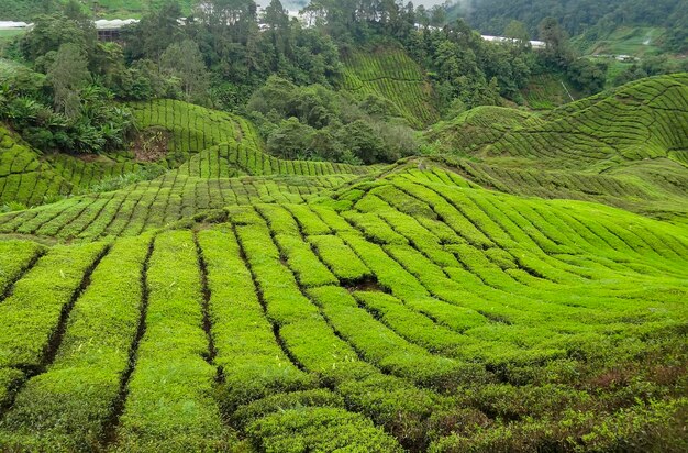 Photo tea plantation in malaysia