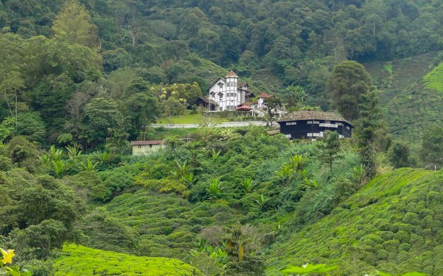 Photo tea plantation in malaysia