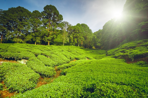 Tea plantation in Malaysia