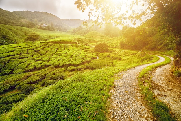 Tea plantation in Malaysia