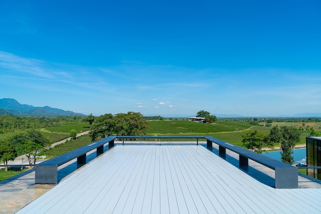 朝の山の茶畑