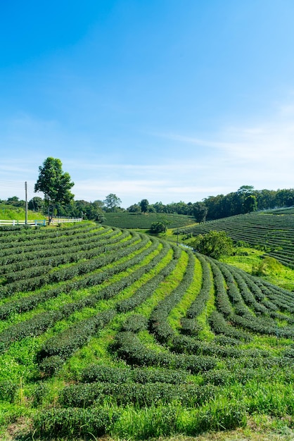 朝の山の茶畑